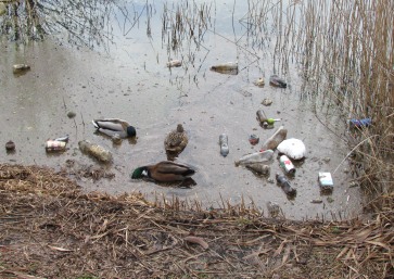 Ducks_'n_trash