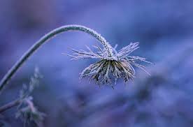 frosted bent flower