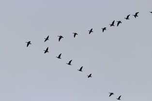 geese-245636_640